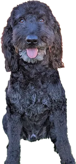 Cute Dog Sitting and Wagging His Toungue